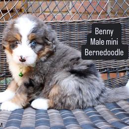 Benny - Merle male Bernedoodle puppy in Port Orange, Florida from Royal doodles of Florida