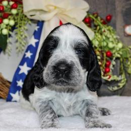 Magnum - Black and white male English Springer Spaniel puppy in Winchester, Kentucky from Hidden Springs Farm