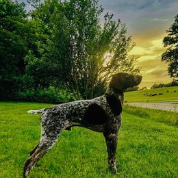 German Shorthaired Pointers from OutBark Dogs & Kennels