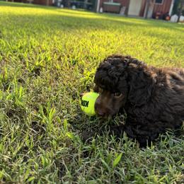 Poodle Puppies from Boon Hill Poodles