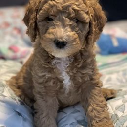 Goldendoodle Puppies from Honeybear Doodles