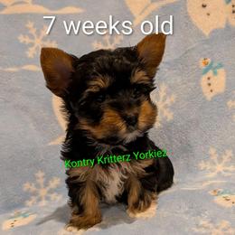 Chewy - Black and tan male Yorkshire Terrier puppy in Gatesville, Texas from KontryKritterz Yorkies