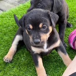 Lykos Wiccan - Black white and tan male Xoloitzcuintli puppy in Manitowoc, Wisconsin from Wonderland Kennel