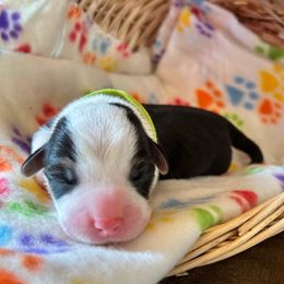 Lime Collar - Black and tan male Pembroke Welsh Corgi puppy in Abingdon, Virginia from Em-K Kennels
