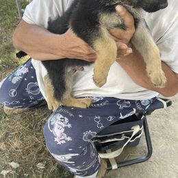German Shepherd Puppies from Das Müller Hund Haus