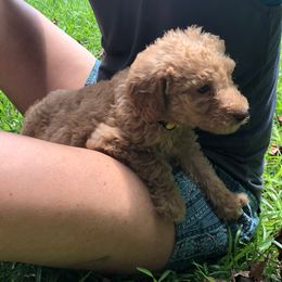 Labradoodle Puppies from Hippie Hollow Doodles