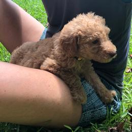 Labradoodle Puppies from Hippie Hollow Doodles