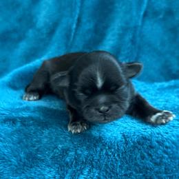 AKC- Onyx - Black and white female Shih Tzu puppy in Paintsville, Kentucky from Molly B's ShihTzus