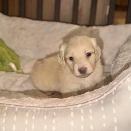 Willie - Cream male Dachshund puppy in Hornbeck, Louisiana from A&Z Mini Dachshunds