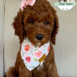 Goldendoodle, Labradoodle, Poodle, and Sheepadoodle Puppies from Osage Puppies