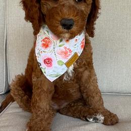 Goldendoodle, Labradoodle, Poodle, and Sheepadoodle Puppies from Osage Puppies
