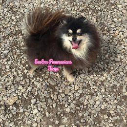 Freya 7 yrs old - Black and tan Pomeranian puppy in Kentucky from Em&M Pomeranians