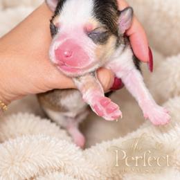 Pomsky Puppies from PerfectPomskies
