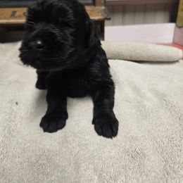 Neon Green Girl - Black female Giant Schnauzer puppy in Moberly, Missouri from Tseekhah (Complete Darkness) Kennel