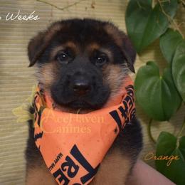 Orange - Black and red male German Shepherd puppy in Orlando, Florida from AceHaven Canines