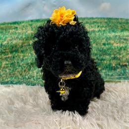Rose - Black female Poodle puppy in Lancaster, Missouri from Cavapoo Acres