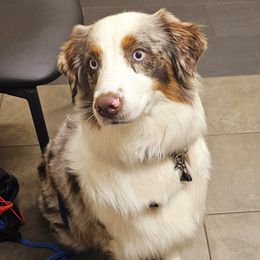 Tahoe - Australian Shepherd