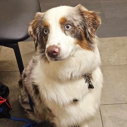 Tahoe - Australian Shepherd