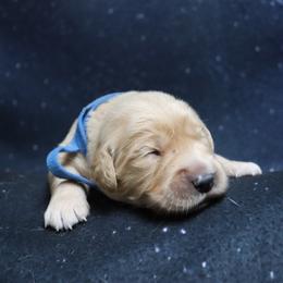 Boy 2 - male Golden Retriever puppy in Great Falls, Montana from VS Golden Fields