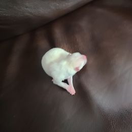 Pomeranian Puppies from Merri's Pom's