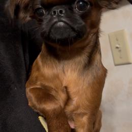 Brussels Griffon Puppies from Looking Glass Brussels Griffons