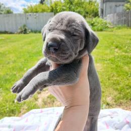 Star - Blue female Great Dane puppy in Marshall, Michigan from Dream K9