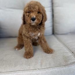 Melon - Red  male Goldendoodle puppy in Smithfield, Kentucky from KBK9 Kennels
