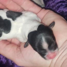 AKC - Green Girl - White black and tan female Papillon puppy in Cadiz, Kentucky from Tiny Treasures Papillons