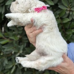 Golden Retriever Puppies from Sanctuary Ranch Goldens