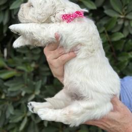 Golden Retriever Puppies from Sanctuary Ranch Goldens
