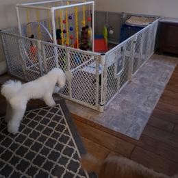 Poodle Puppies from Andmarc Poodles