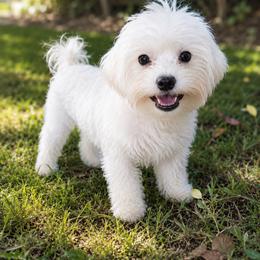 Emily - Maltipoo