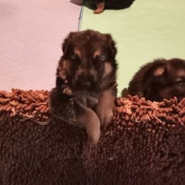 Boy 1 black collar - Black and tan male German Shepherd puppy in Nye, Montana from Duke AKC Shepherds