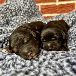 Goldendoodle and Poodle Puppies from SnickerDoodlePups