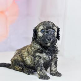 Aussiedoodle Puppies from Dreamcatcher Dogs