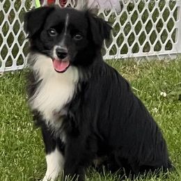 Miniature Australian Shepherds from Lash's Unique Animals