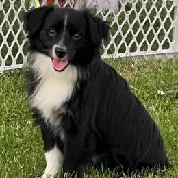 Miniature Australian Shepherds from Lash's Unique Animals