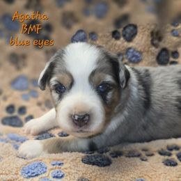 Agatha - Blue merle female Miniature Australian Shepherd puppy in Orrtanna, Pennsylvania from Mountain Top Shepherd's