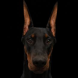 Doberman Pinscher puppies from Storm Cloud Doberman