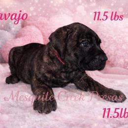 Navajo - Tiger female Perro de Presa Canario puppy in Horizon, Texas from Mesquite Creek Kennels