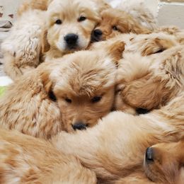 Golden Retriever Puppies from Ramblin Gypsy Ranch