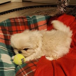 Pekingese Puppies from Heather's Pekingese