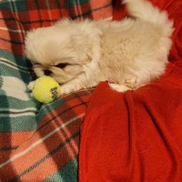 Pekingese Puppies from Heather's Pekingese