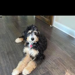Bernedoodle and Bernese Mountain Dog All Grown Up from Michigans Bernedoodle’s