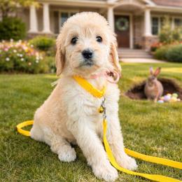 Joy - Cream female Goldendoodle puppy in Houston, Texas from Were The Mack'Doodles