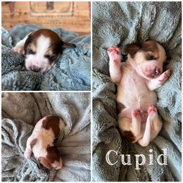 Dachshund Puppies from De’s Doxies