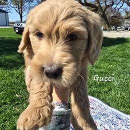 Gucci - Apricot male Goldendoodle puppy in Red Oak, Iowa from Fisher Pups-Stay Golden with a Doodle
