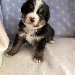 Sammy - Black rust and white male Bernese Mountain Dog puppy in Thomasville, North Carolina from Beitzel Babies