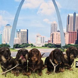Dachshund Puppies from Timber Springs Wirehair Dachshunds