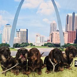 Dachshund Puppies from Timber Springs Wirehair Dachshunds